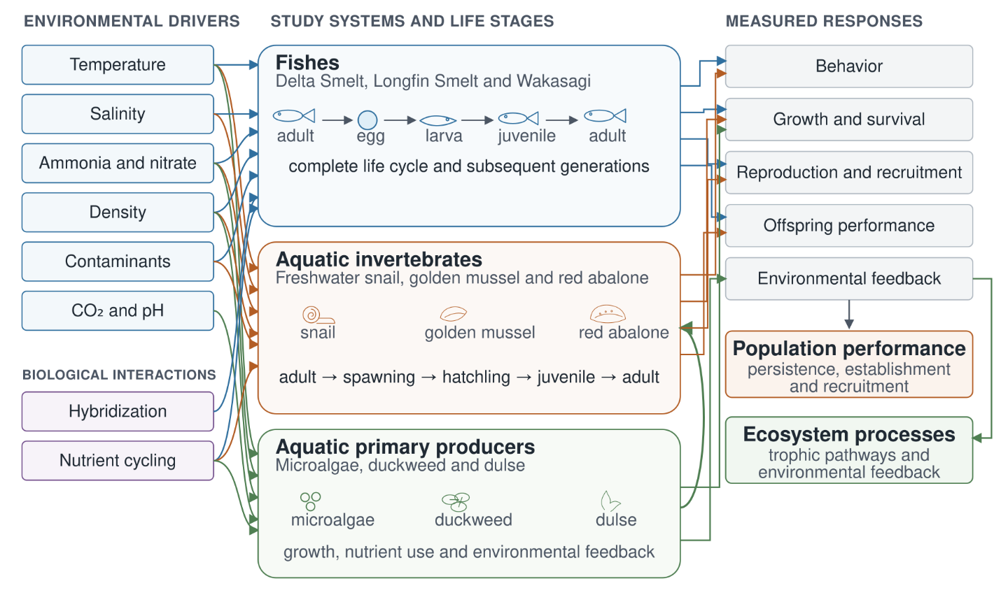 Research framework linking environmental and biological drivers to fishes, aquatic invertebrates and primary producers, with responses measured from behavior through population performance and ecosystem processes.