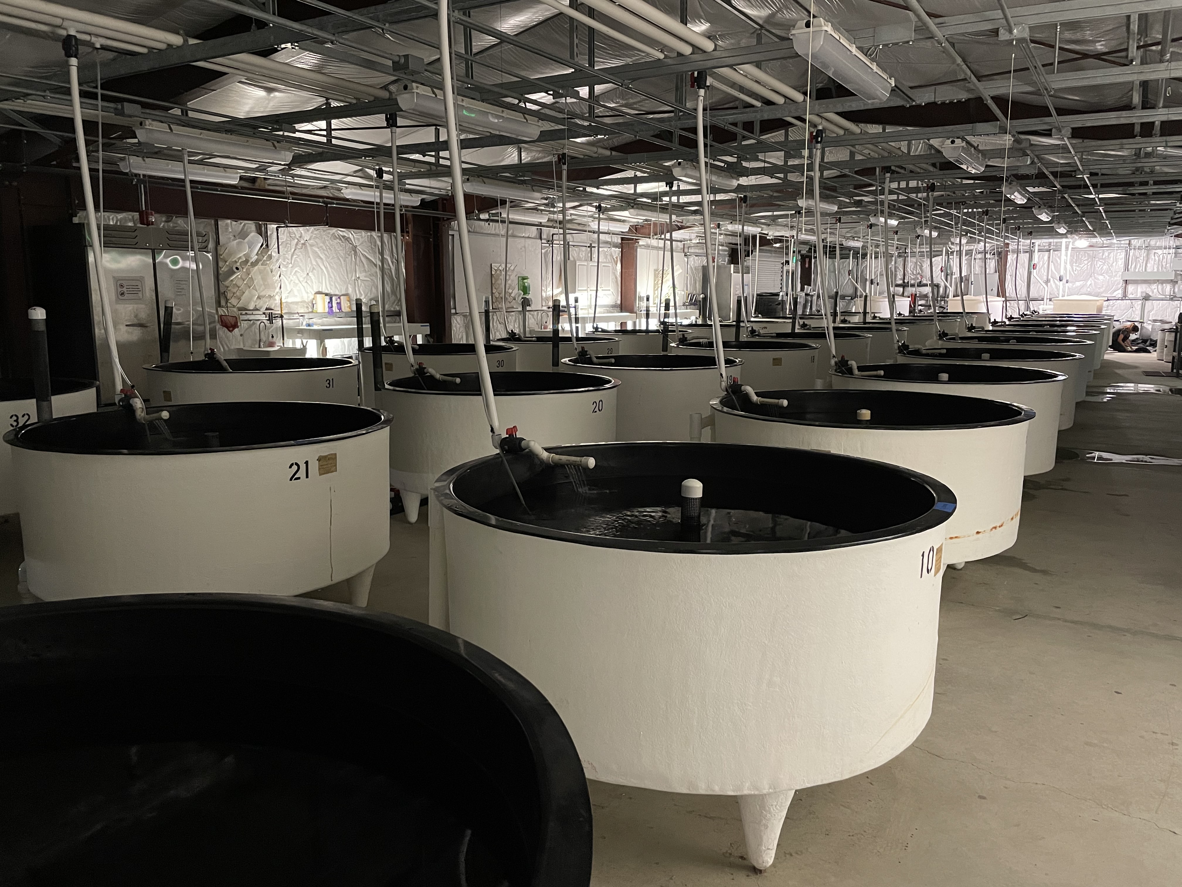 Rows of circular culture tanks inside the conservation hatchery