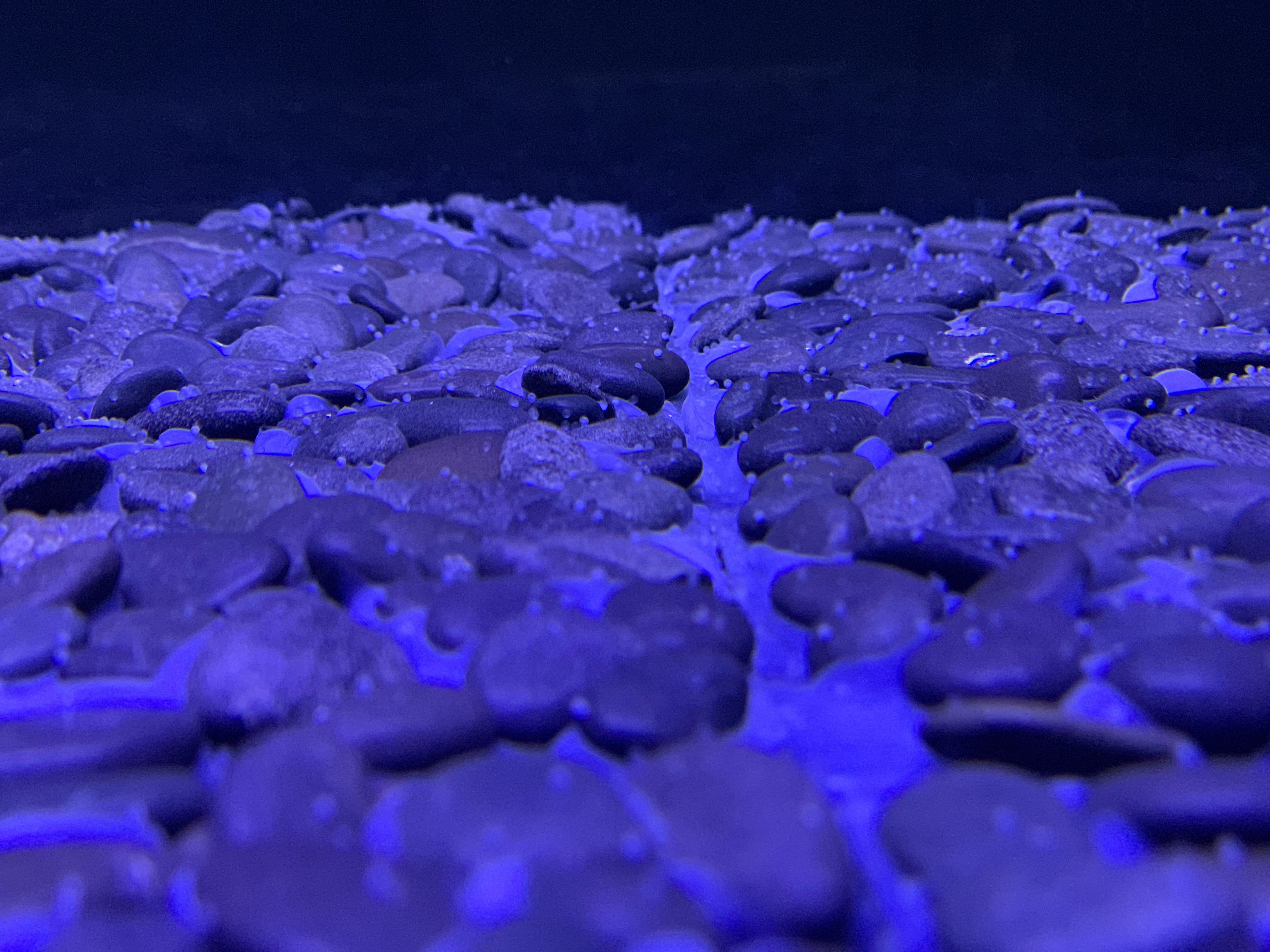 Fish eggs attached to gravel spawning substrate under blue light