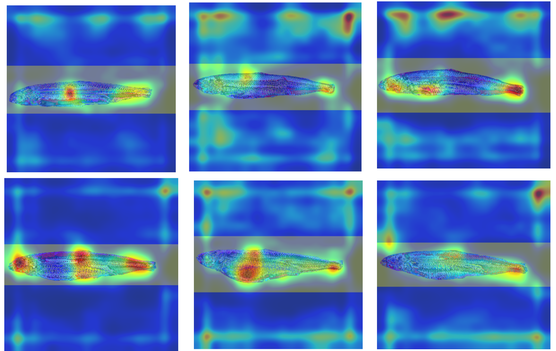 Six fish images overlaid with AI attention heatmaps for sex identification